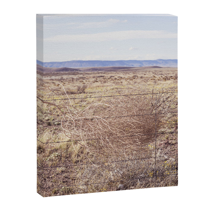 West Texas Tumbleweed x Alpine Texas Photography Canvas Print Gallery Image 1