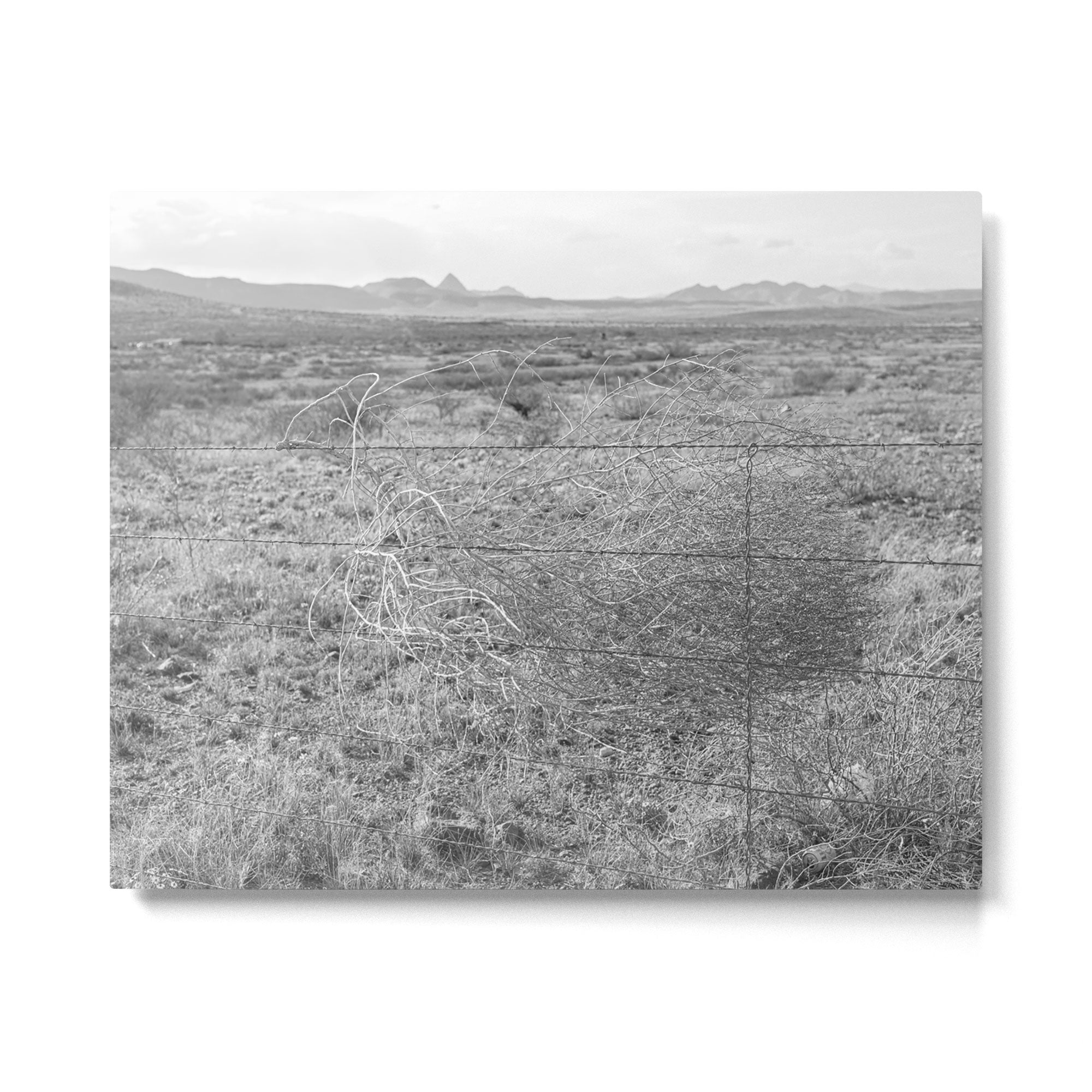 West Texas Tumbleweed x West Texas Landscape Photography Metal Print Gallery Image 4