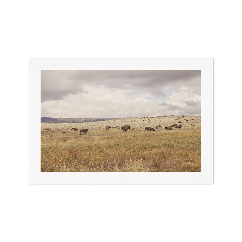 Wild Montana x Bison Under Montana Storm Clouds Art Print Gallery Image 1