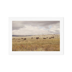 Wild Montana x Bison Under Montana Storm Clouds Art Print Gallery Image 1
