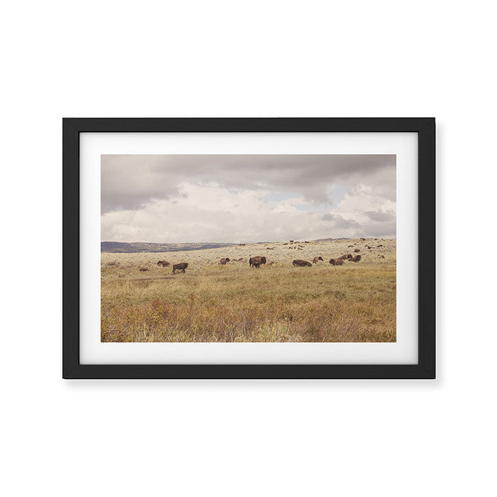 Wild Montana x Bison Under Montana Storm Clouds Framed Art Print Gallery Image 1