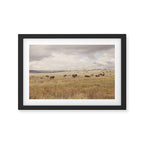 Wild Montana x Bison Under Montana Storm Clouds Framed Art Print Gallery Image 2