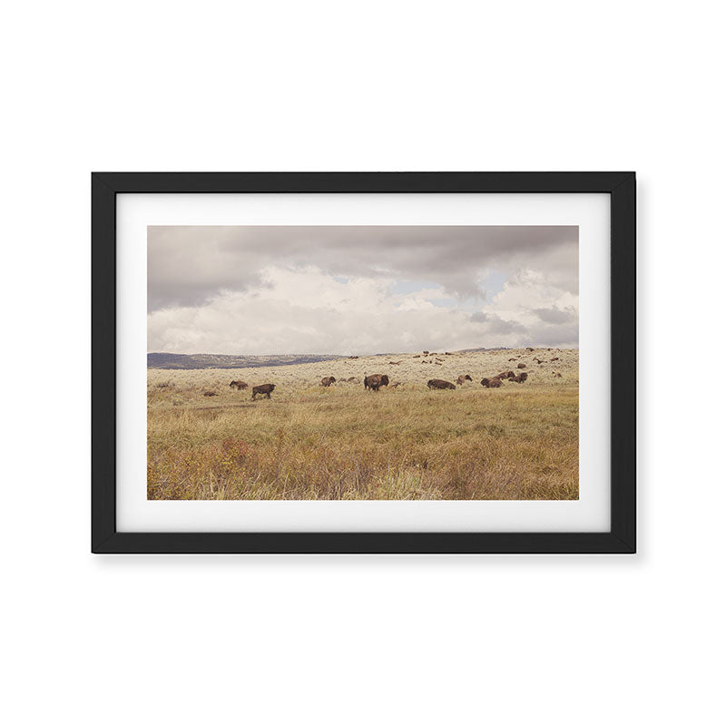 Wild Montana x Bison Under Montana Storm Clouds Framed Art Print Gallery Image 2