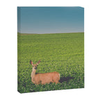 Clover Fields Canvas Print Gallery Image 6