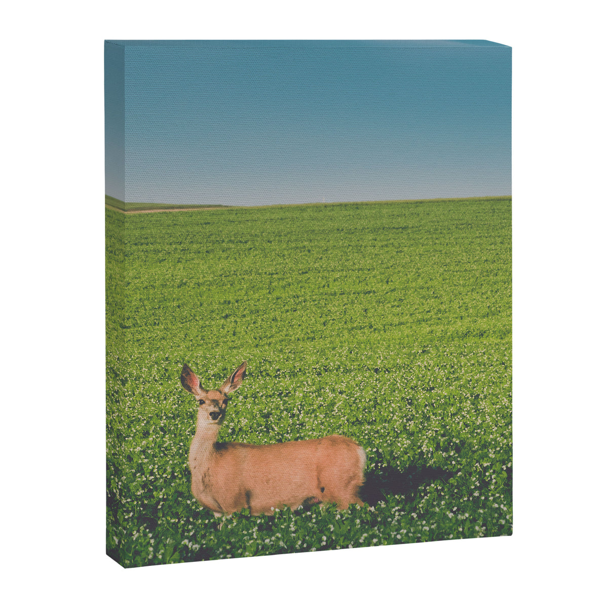 Clover Fields Canvas Print Gallery Image 6