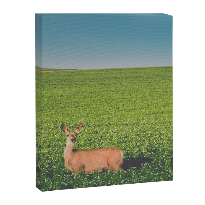Clover Fields Canvas Print Gallery Image 1