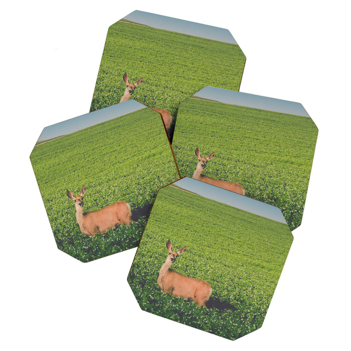 Clover Fields Coaster Gallery Image 1