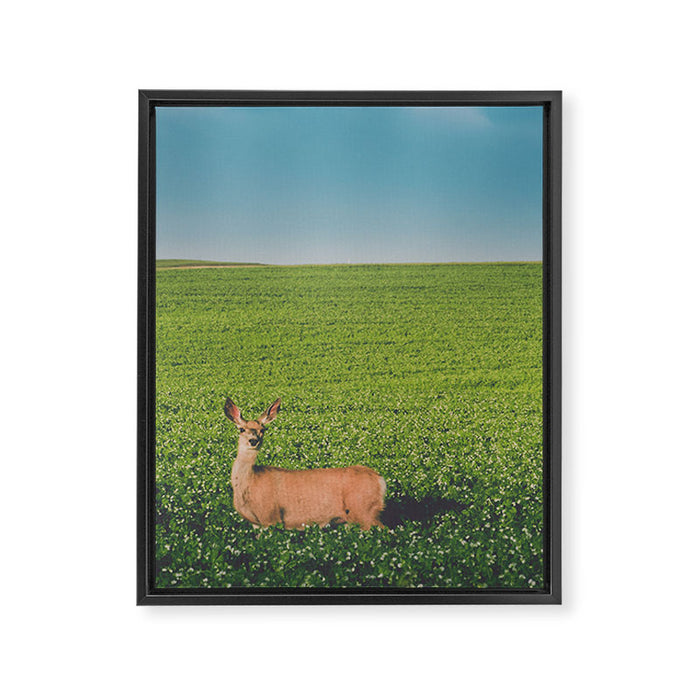 Clover Fields Framed Canvas Print Gallery Image 1