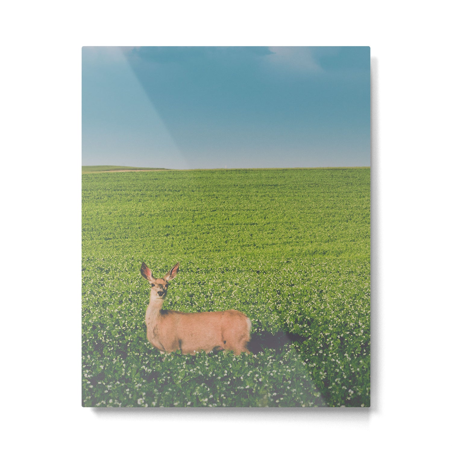 Clover Fields Metal Print Gallery Image 4