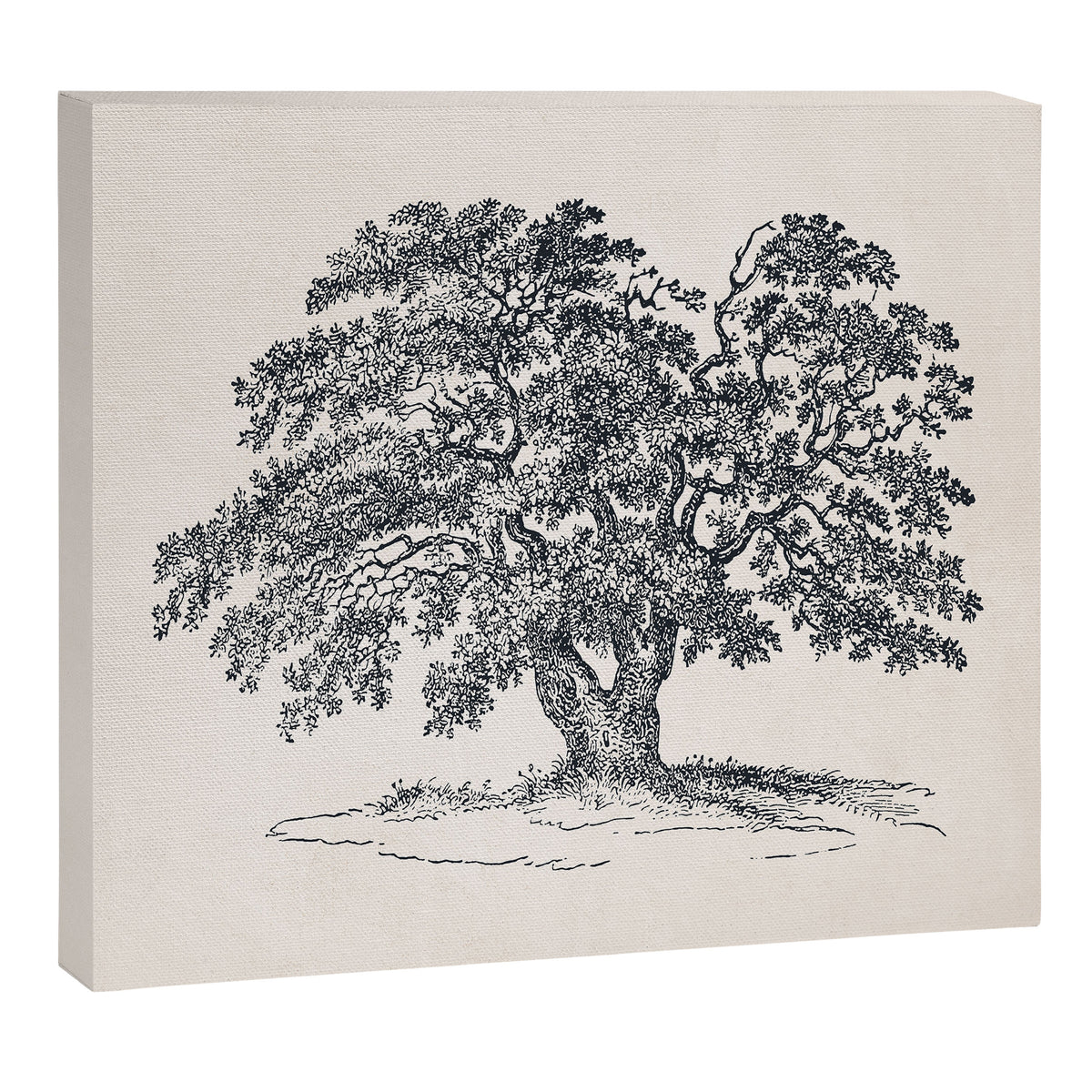 Wide Oak Tree Sketch Canvas Print Gallery Image 6