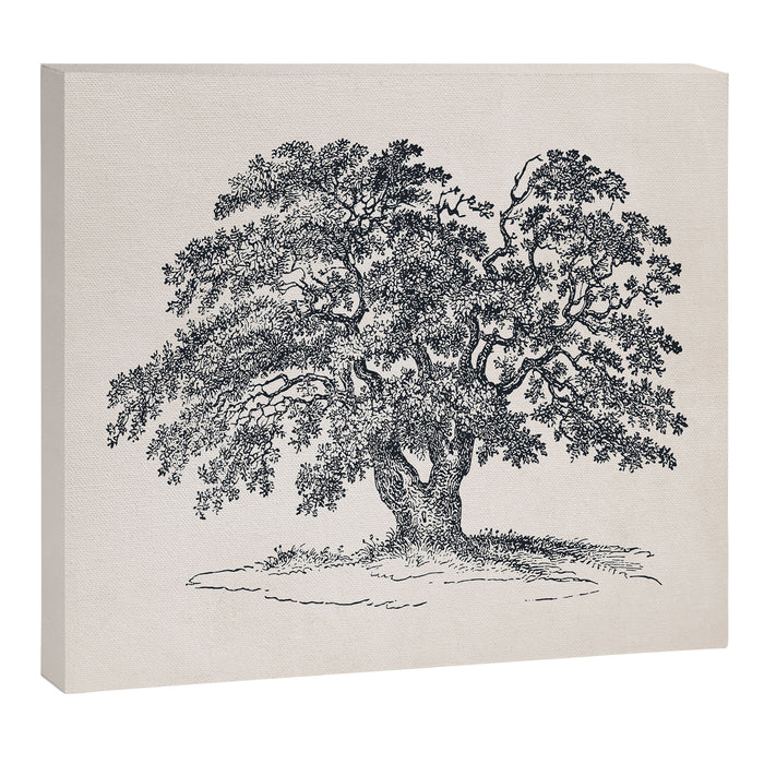 Wide Oak Tree Sketch Canvas Print Gallery Image 1