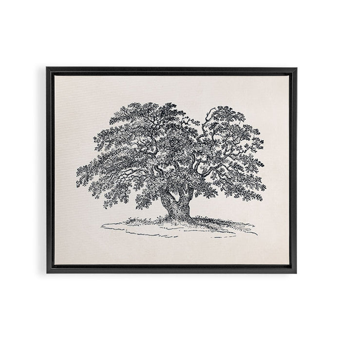 Wide Oak Tree Sketch Framed Canvas Print Gallery Image 1