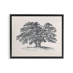 Wide Oak Tree Sketch Framed Canvas Print Gallery Image 6