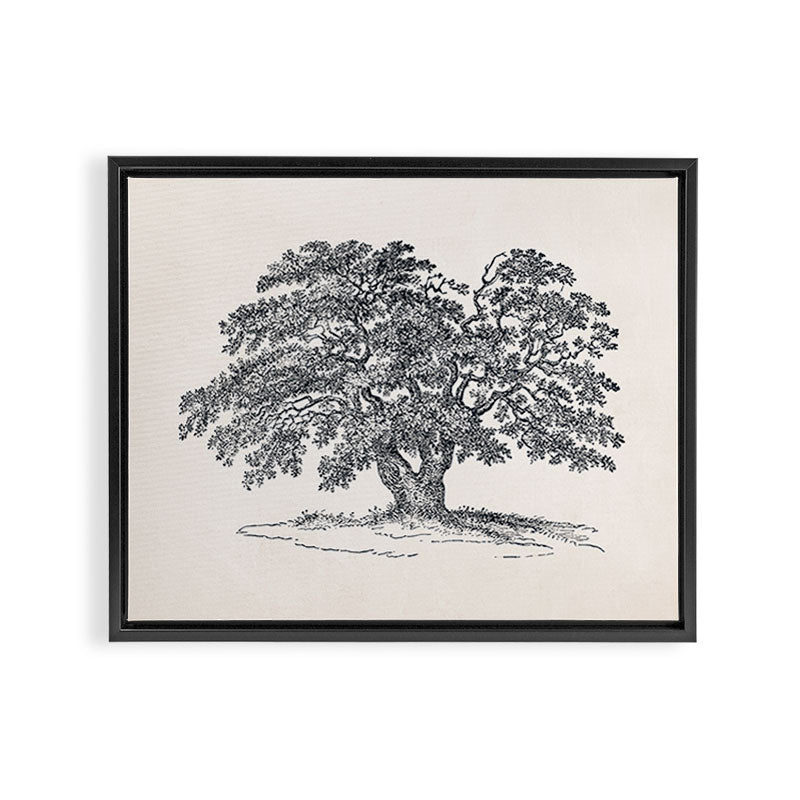 Wide Oak Tree Sketch Framed Canvas Print Gallery Image 6