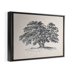 Wide Oak Tree Sketch Framed Canvas Print Gallery Image 2