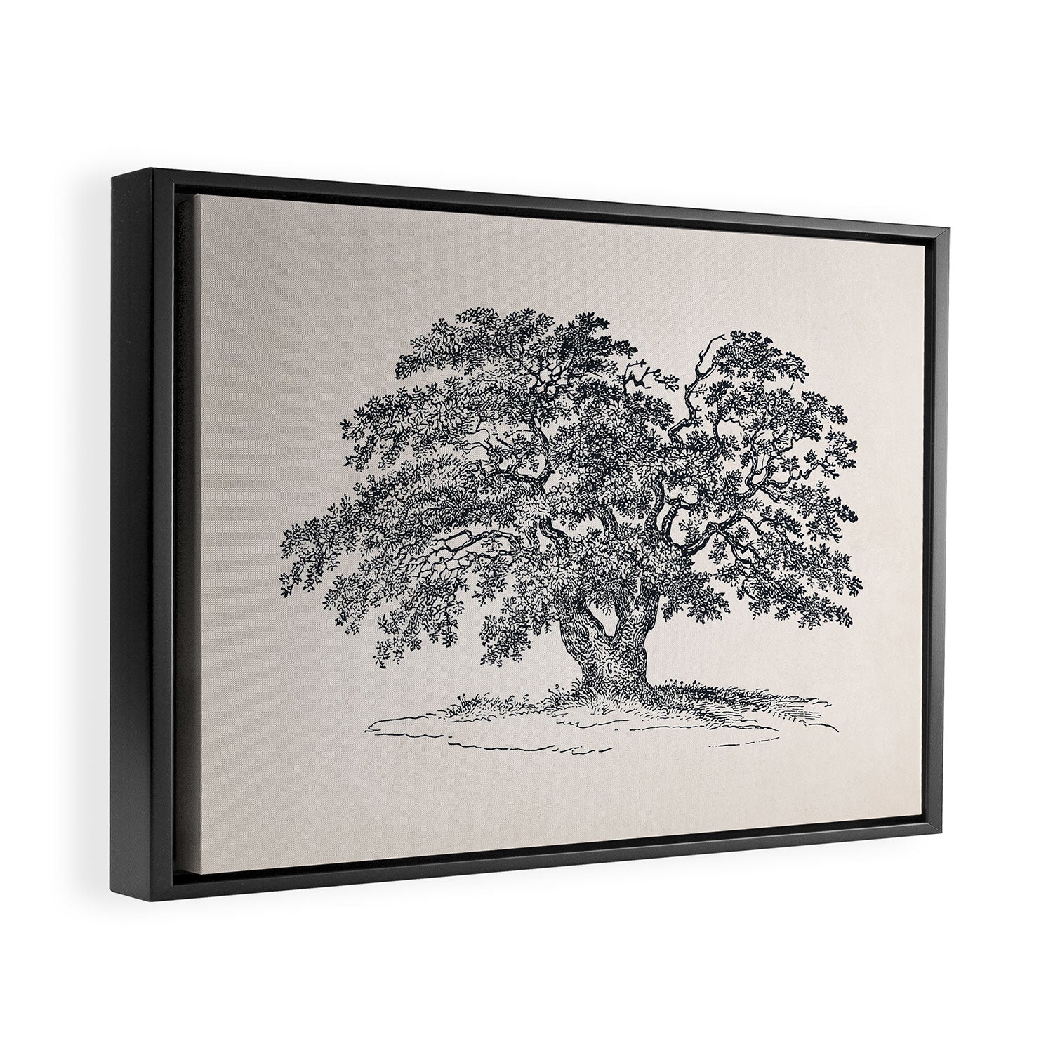 Wide Oak Tree Sketch Framed Canvas Print Gallery Image 2