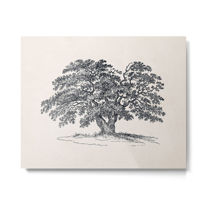 Wide Oak Tree Sketch Metal Print Gallery Image 1