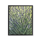 Lavender Love Framed Canvas Print Gallery Image 6
