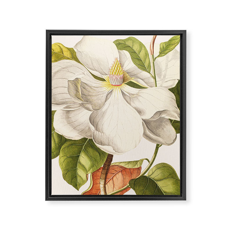 Magnolia Framed Canvas Print Gallery Image 6