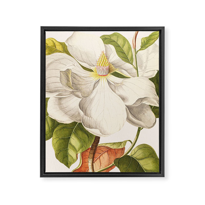 Magnolia Framed Canvas Print Gallery Image 1
