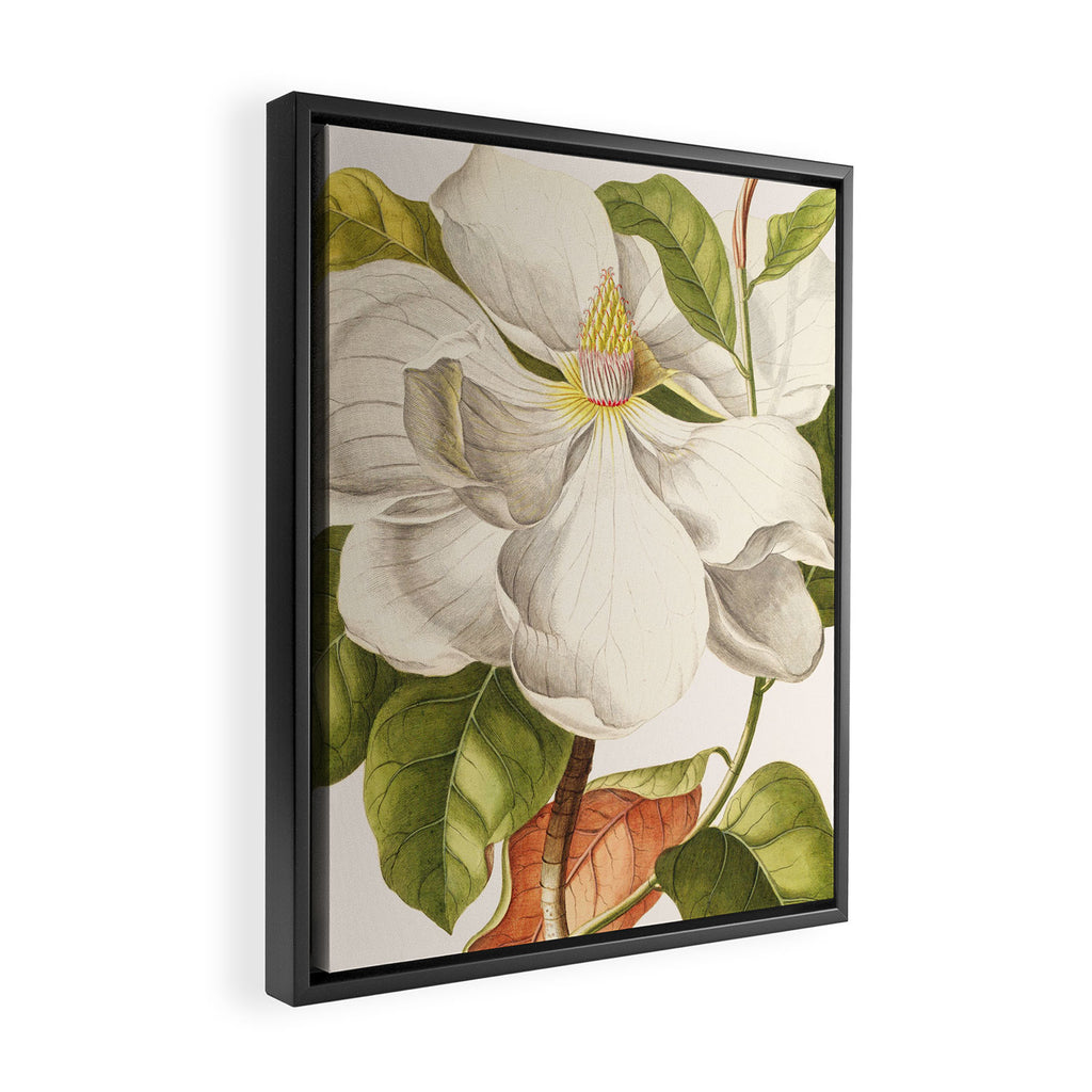 Magnolia Framed Canvas Print Gallery Image 2