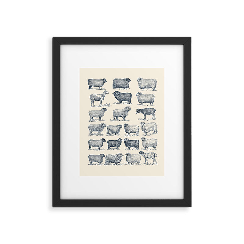 Types of Sheep Framed Art Print Gallery Image 5