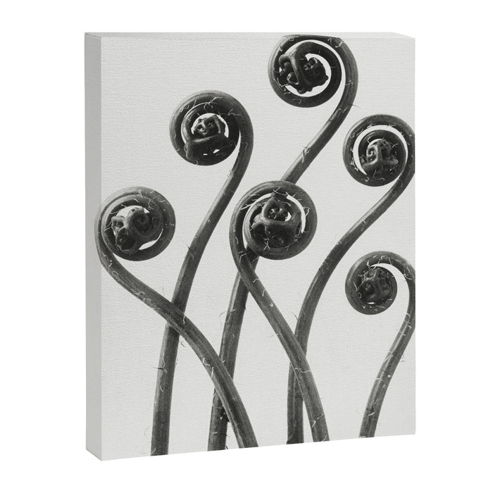 American Maiden-hair Fern fronds wonders of nature black and white photograph by Karl Blossfeldt Canvas Print Gallery Image 1