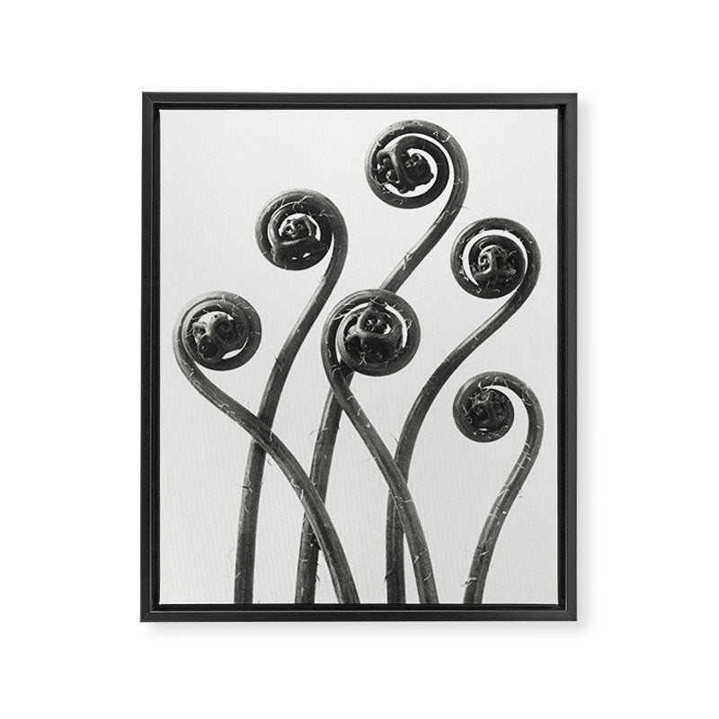 American Maiden-hair Fern fronds wonders of nature black and white photograph by Karl Blossfeldt Framed Canvas Print Gallery Image 8