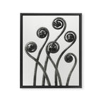 American Maiden-hair Fern fronds wonders of nature black and white photograph by Karl Blossfeldt Framed Canvas Print Gallery Image 8