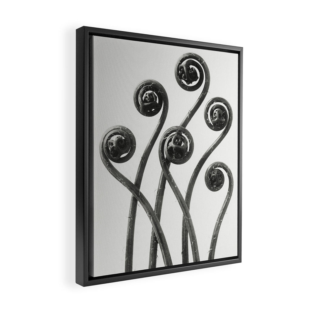 American Maiden-hair Fern fronds wonders of nature black and white photograph by Karl Blossfeldt Framed Canvas Print Gallery Image 2
