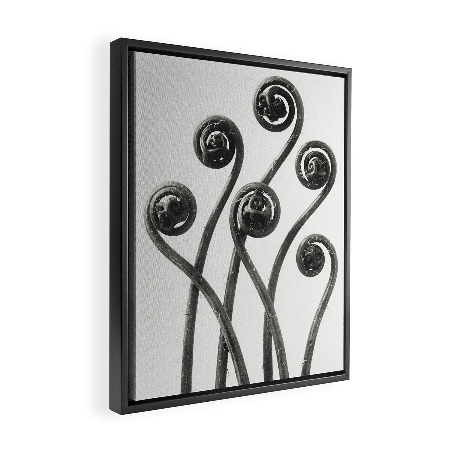 American Maiden-hair Fern fronds wonders of nature black and white photograph by Karl Blossfeldt Framed Canvas Print Gallery Image 2