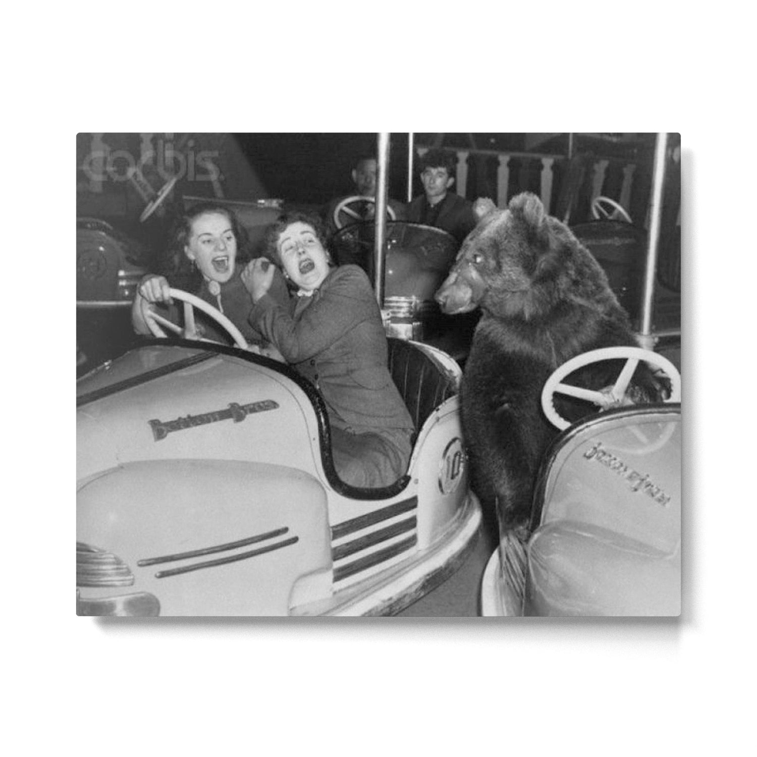 Bear with me; bear riding bumper cars scary women at carnival vintage black and white photograph - photography - photographs wall decor Metal Print Gallery Image 6