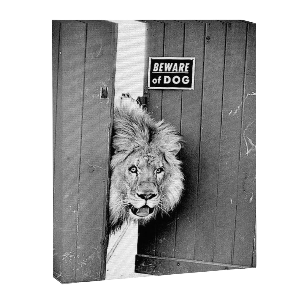 Beware of Dog black and white photograph of attack lion humorous black and white photography Canvas Print Gallery Image 6