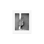 Beware of Dog black and white photograph of attack lion humorous black and white photography Art Print Gallery Image 1