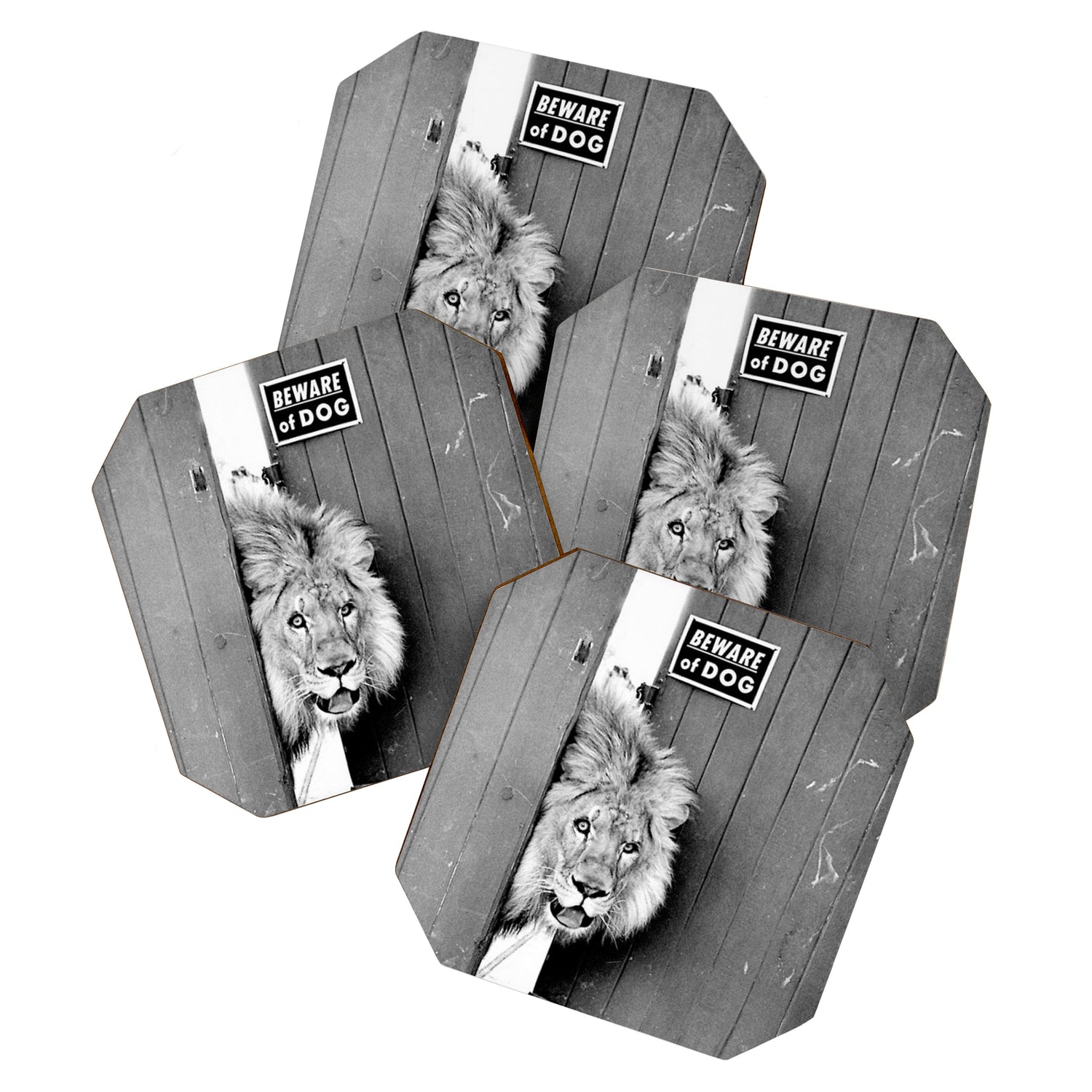 Beware of Dog black and white photograph of attack lion humorous black and white photography Coaster Gallery Image 1