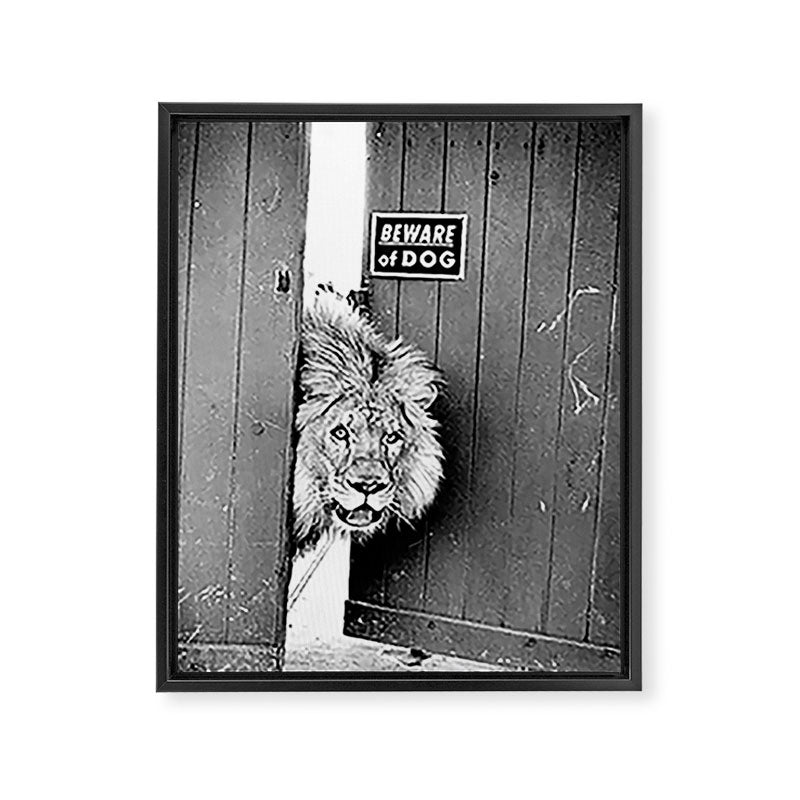 Beware of Dog black and white photograph of attack lion humorous black and white photography Framed Canvas Print Gallery Image 6