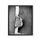 Beware of Dog black and white photograph of attack lion humorous black and white photography Framed Canvas Print Gallery Image 6