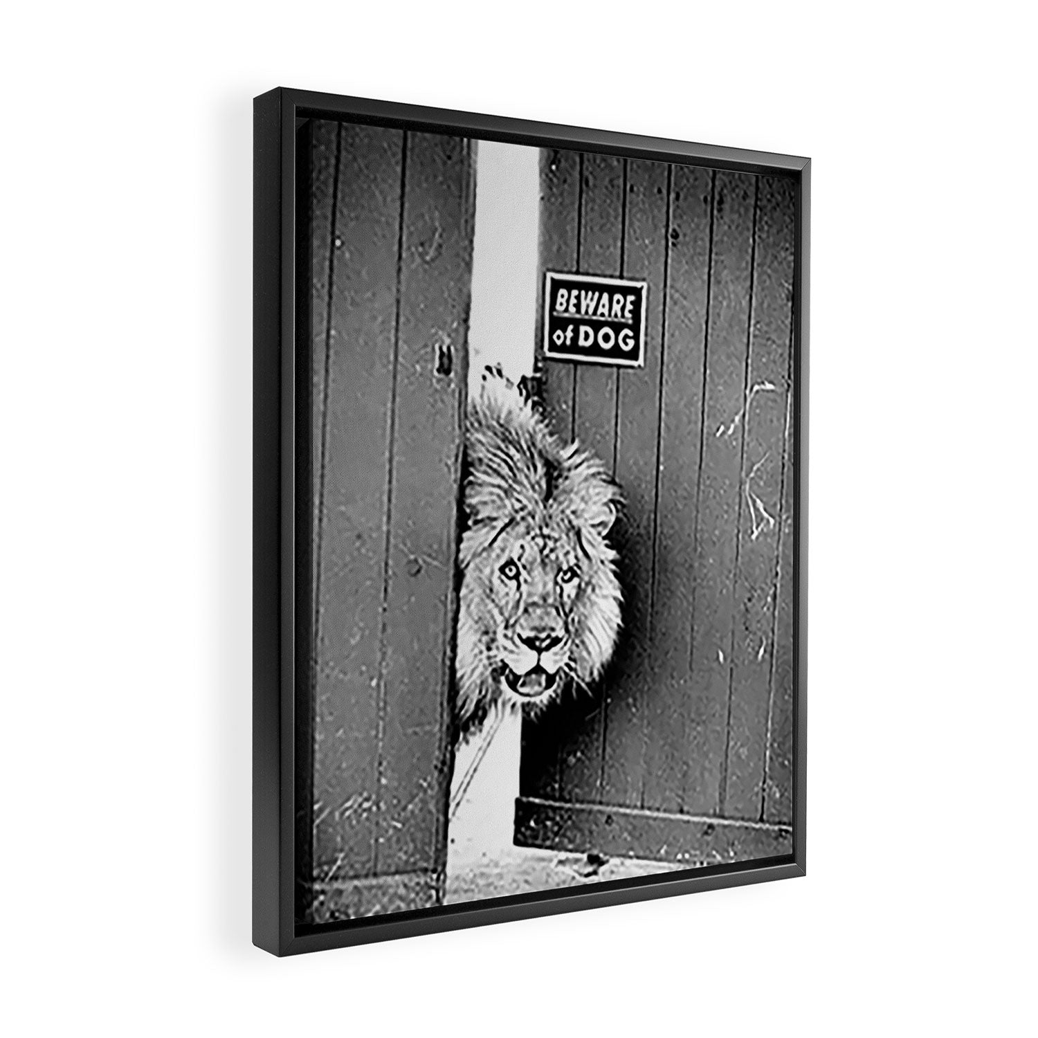 Beware of Dog black and white photograph of attack lion humorous black and white photography Framed Canvas Print Gallery Image 2
