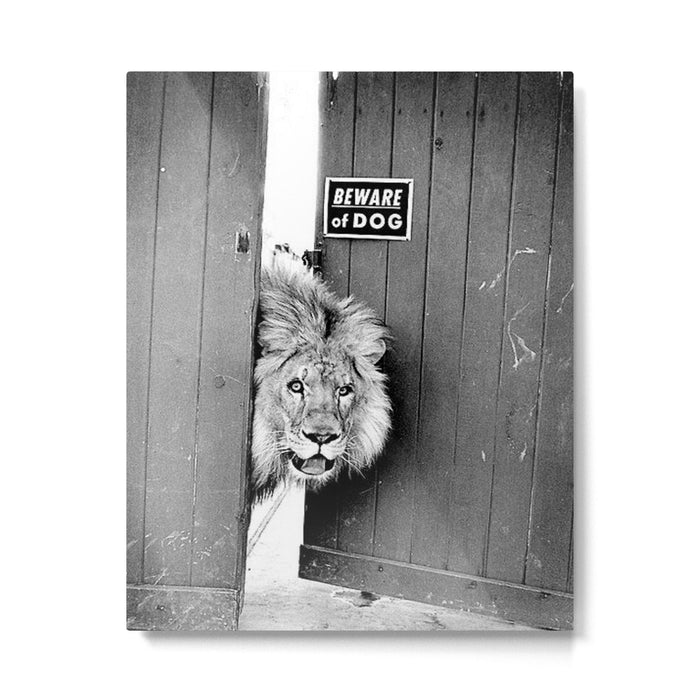 Beware of Dog black and white photograph of attack lion humorous black and white photography Metal Print Gallery Image 1