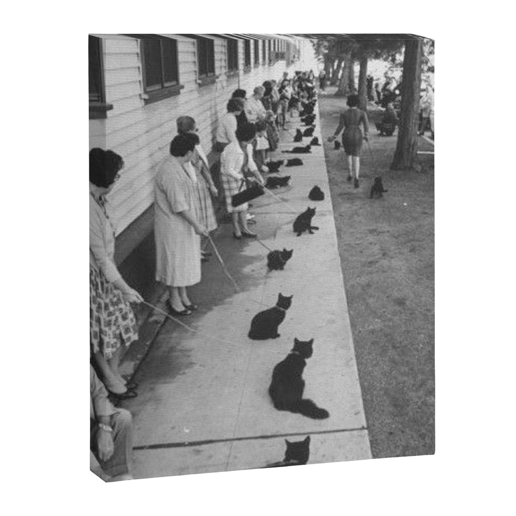 Black Cats Auditioning in Hollywood black and white photograph Canvas Print Gallery Image 6