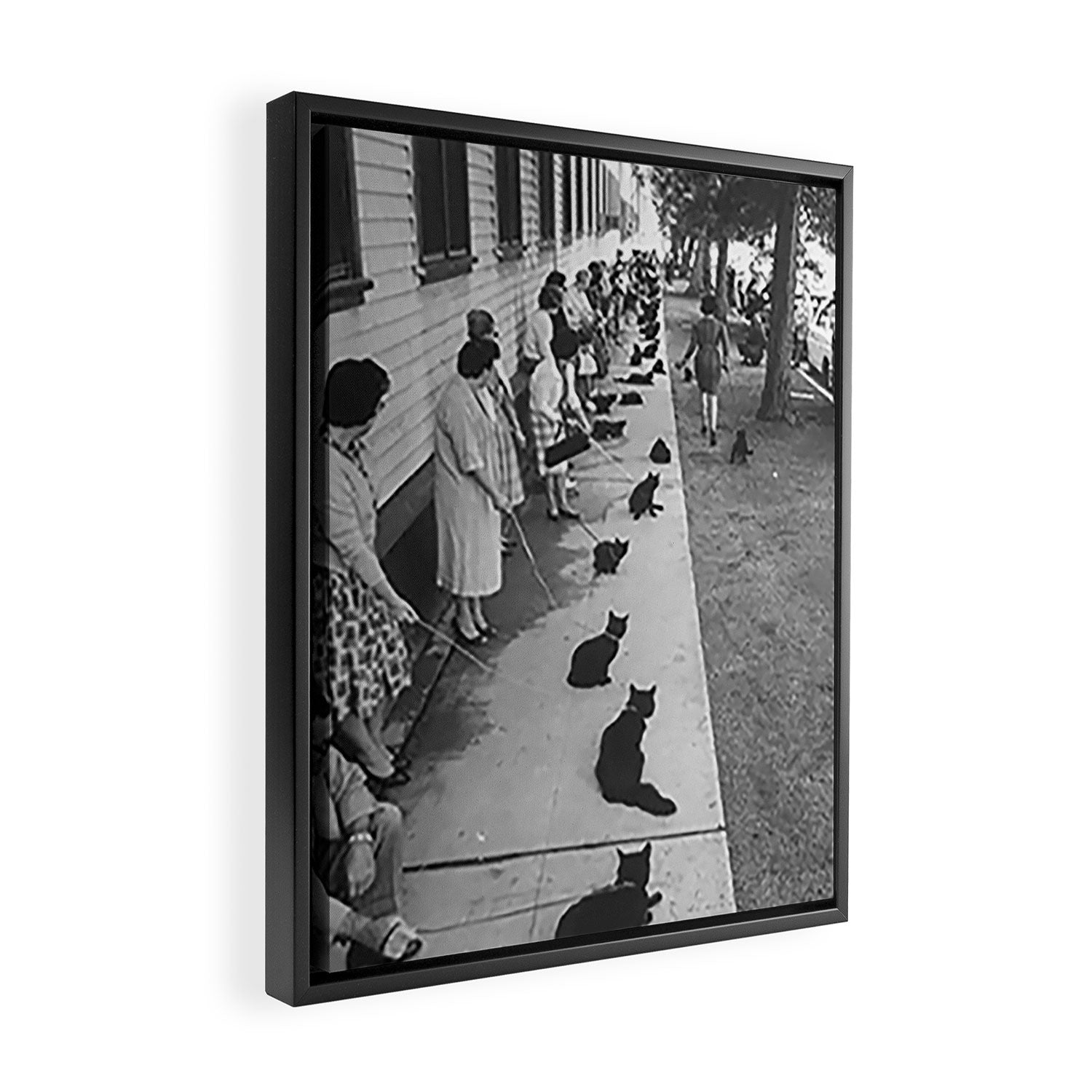 Black Cats Auditioning in Hollywood black and white photograph Framed Canvas Print Gallery Image 2