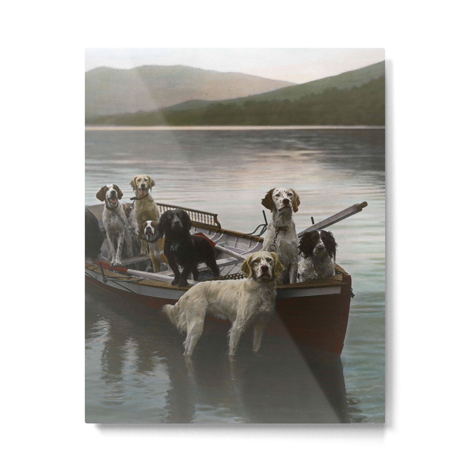 Dogs on a boat II color canine photograph portrait - photographs - photography Metal Print Gallery Image 4