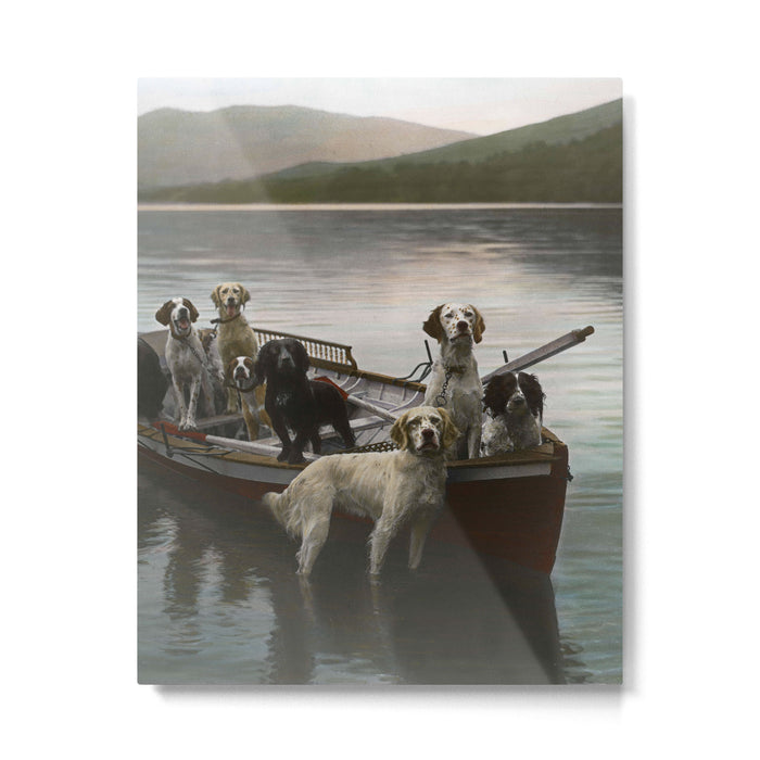 Dogs on a boat II color canine photograph portrait - photographs - photography Metal Print Gallery Image 1