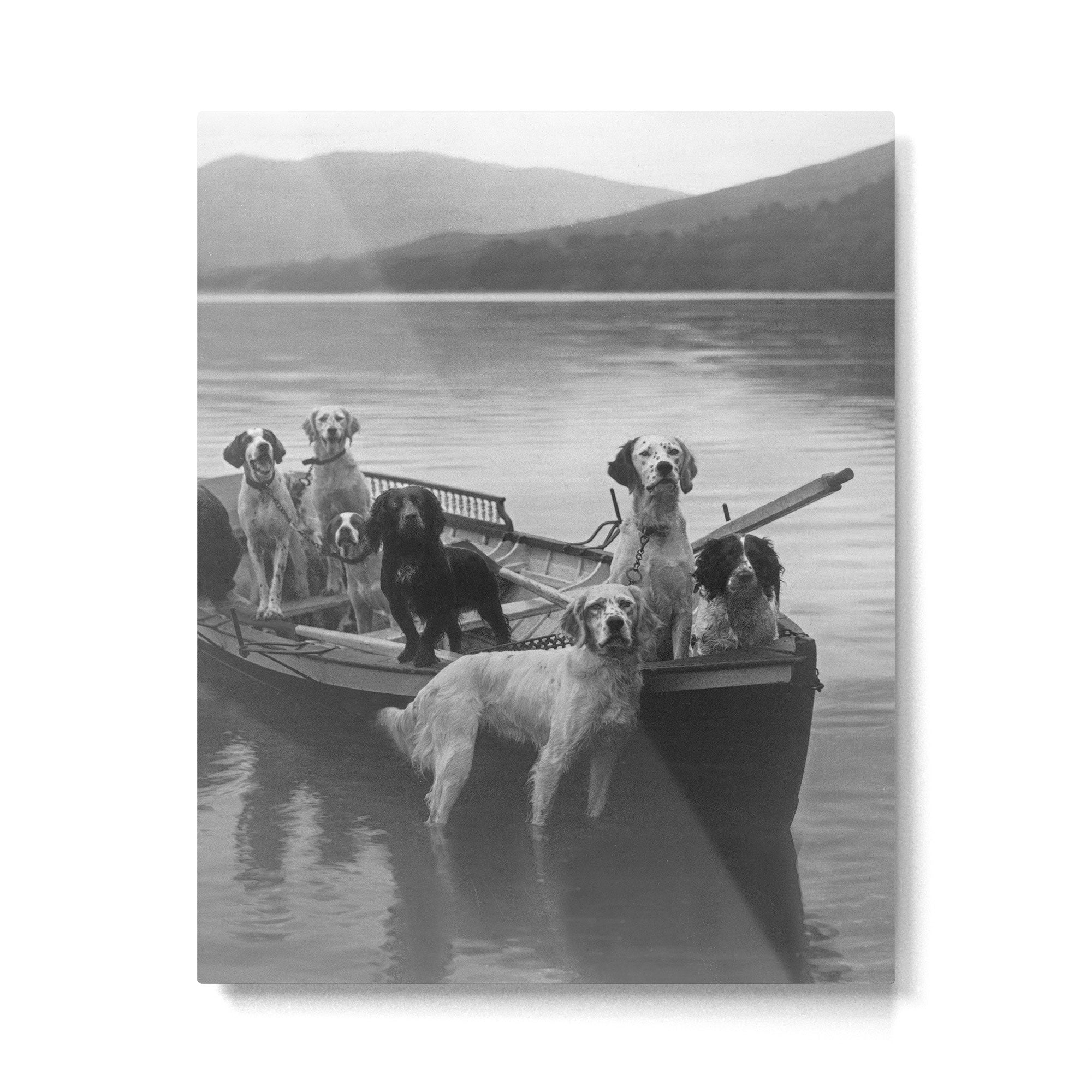 Dogs on a boat black and white canine photograph portrait - photographs - photography Metal Print Gallery Image 4