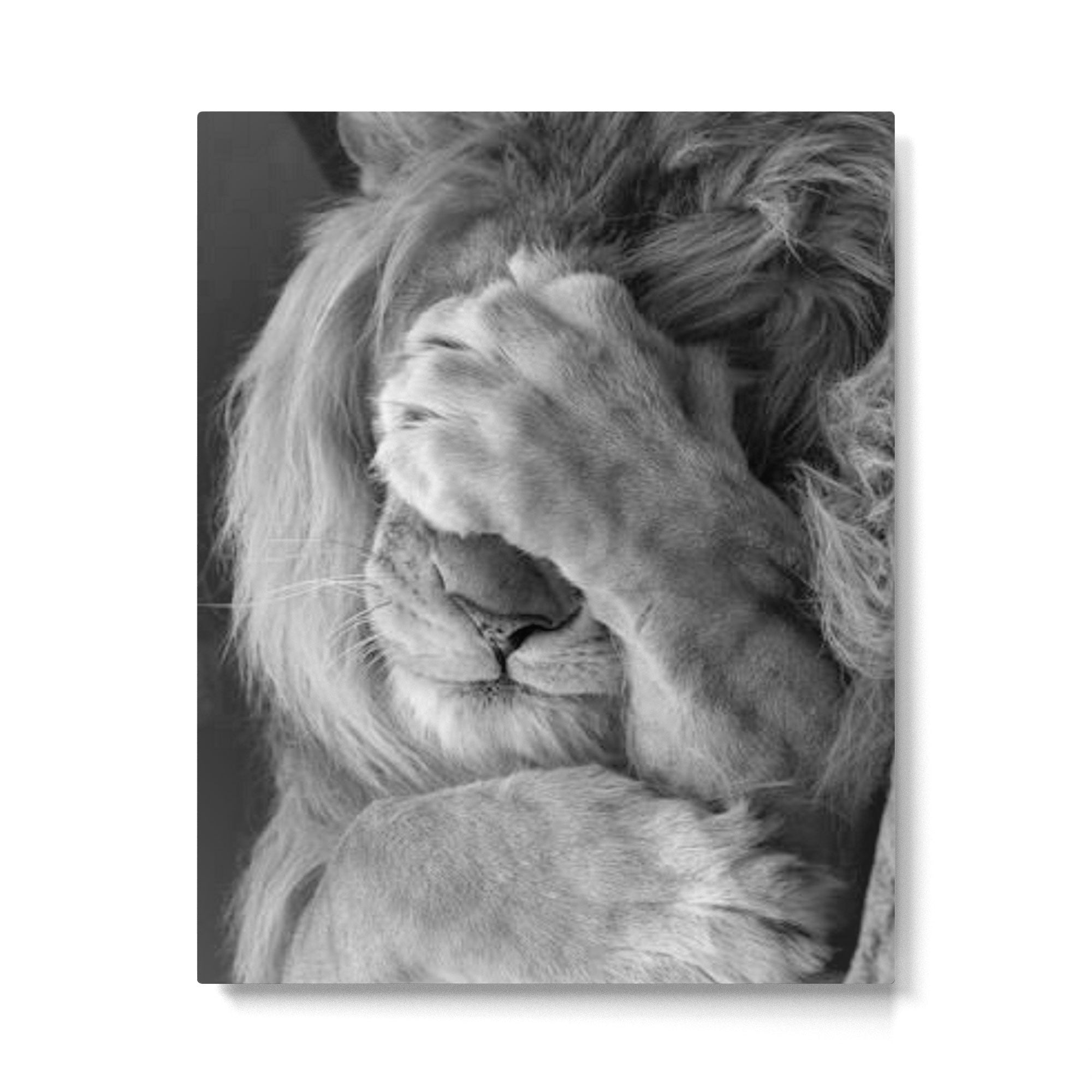 Even Lions Have Bad Days - The Lion Sleeps Tonight black and white photograph  Metal Print Gallery Image 6