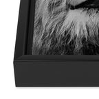 Grouchy Lion being kissed by brunette girl black and white photography Framed Canvas Print Gallery Image 3