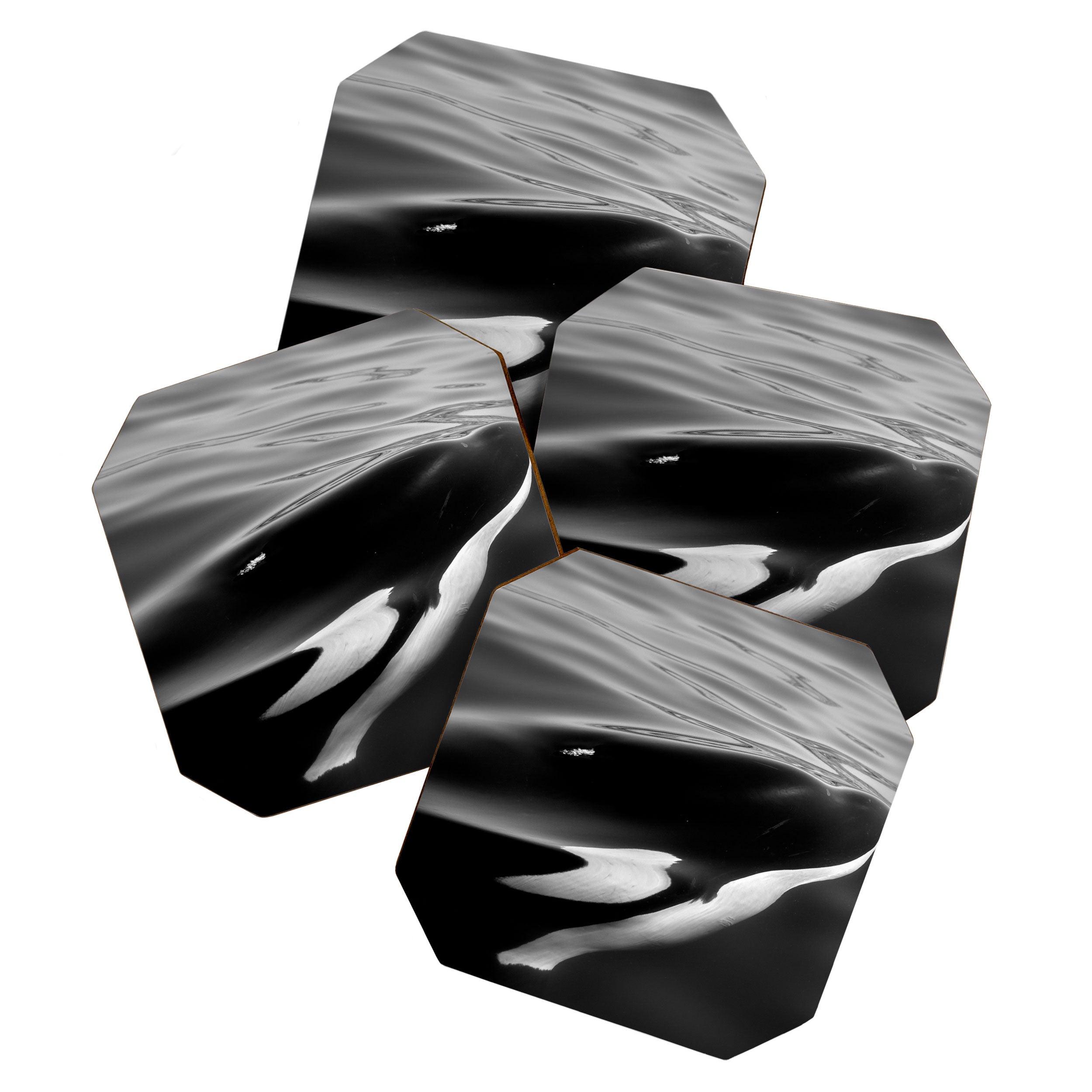 Orca, kill whale whale watching black and white nature photograph - photography - photographs Coaster Gallery Image 1