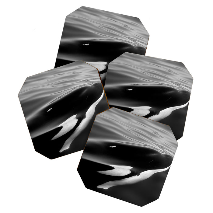 Orca, kill whale whale watching black and white nature photograph - photography - photographs Coaster Gallery Image 1