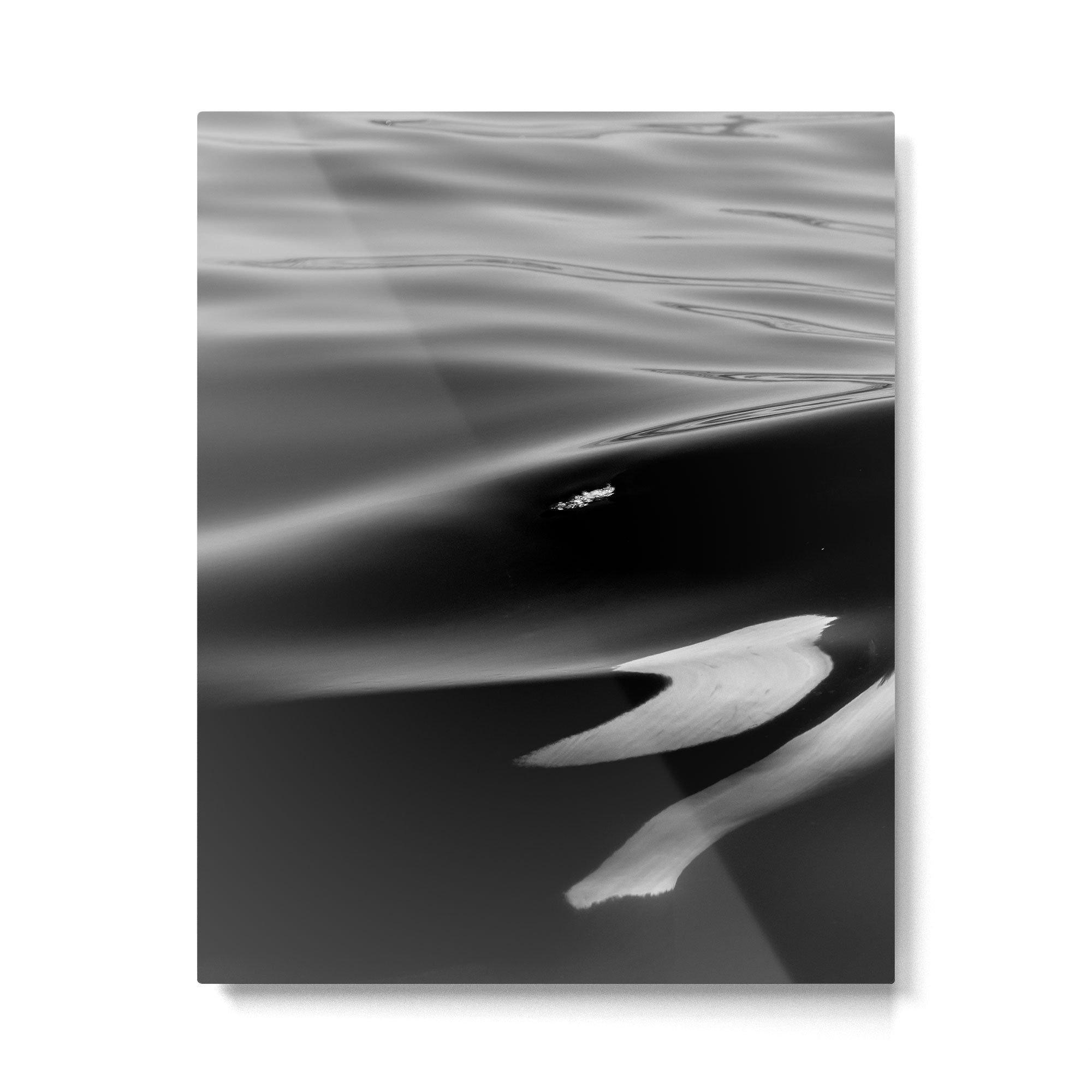 Orca, kill whale whale watching black and white nature photograph - photography - photographs Metal Print Gallery Image 4