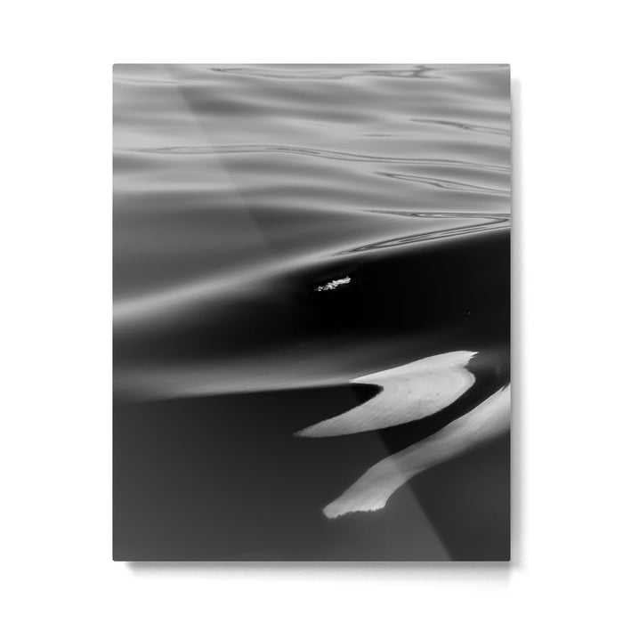 Orca, kill whale whale watching black and white nature photograph - photography - photographs Metal Print Gallery Image 1